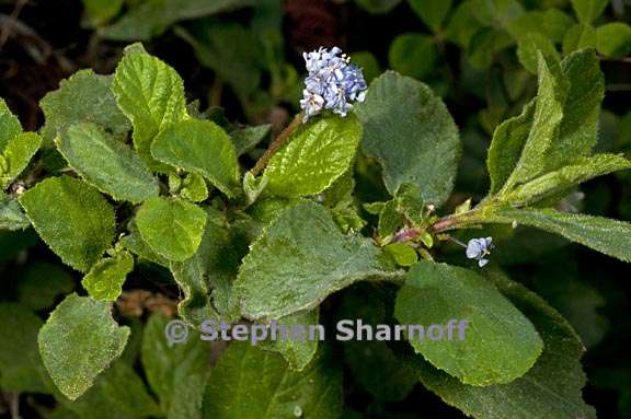 ceanothus diversifolius 2 graphic